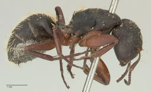 Camponotus erinaceus specimen FOCOL2343 image focol2343_4