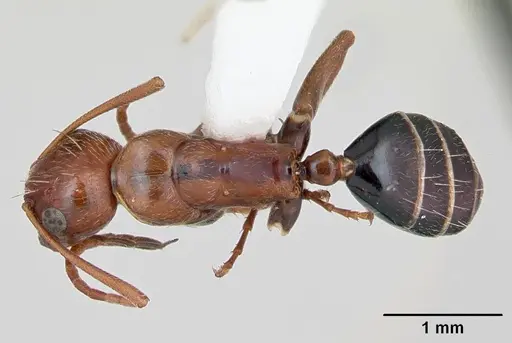 Camponotus erythrocephalus specimen CASENT0173108 image casent0173108_1