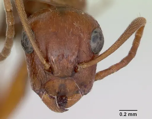 Camponotus erythrocephalus specimen CASENT0173108 image casent0173108_2