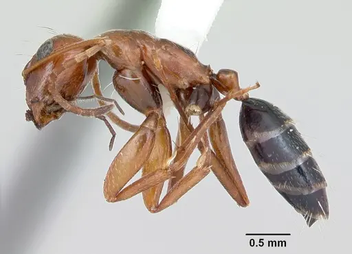 Camponotus erythrocephalus specimen CASENT0173108 image casent0173108_3