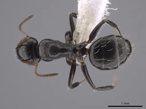 Camponotus erythrostoma specimen CASENT0658926 image casent0658926_1