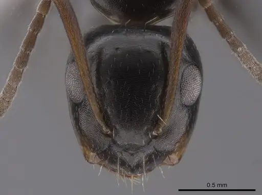 Camponotus erythrostoma specimen CASENT0658926 image casent0658926_2