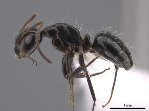 Camponotus erythrostoma specimen CASENT0658926 image casent0658926_3