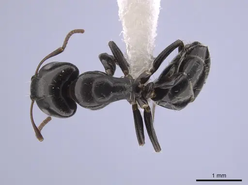 Camponotus erythrostoma specimen CASENT0658927 image casent0658927_1