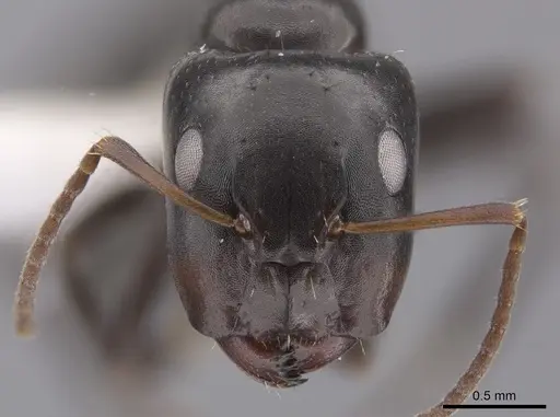 Camponotus erythrostoma specimen CASENT0658927 image casent0658927_2