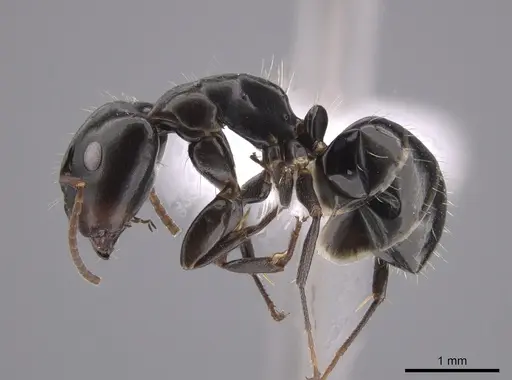 Camponotus erythrostoma specimen CASENT0658927 image casent0658927_3