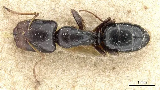 Camponotus erythrostoma specimen CASENT0905504 image casent0905504_1