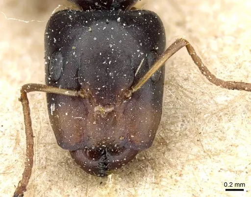 Camponotus erythrostoma specimen CASENT0905504 image casent0905504_2