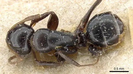 Camponotus erythrostoma specimen CASENT0905505 image casent0905505_1