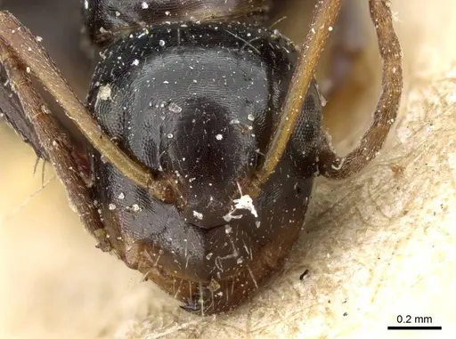 Camponotus erythrostoma specimen CASENT0905505 image casent0905505_2