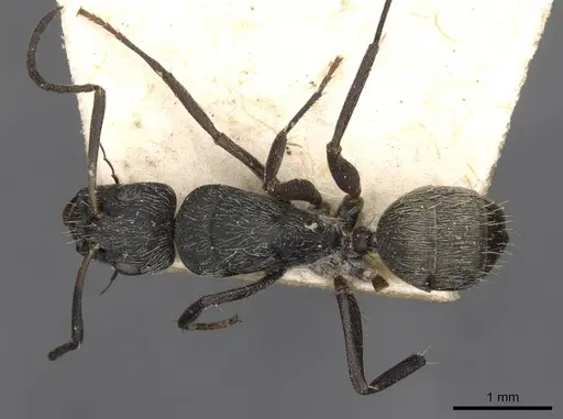 Camponotus esau specimen CASENT0910407 image casent0910407_1
