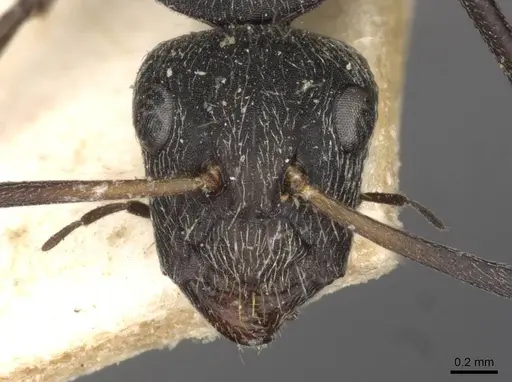 Camponotus esau specimen CASENT0910407 image casent0910407_2