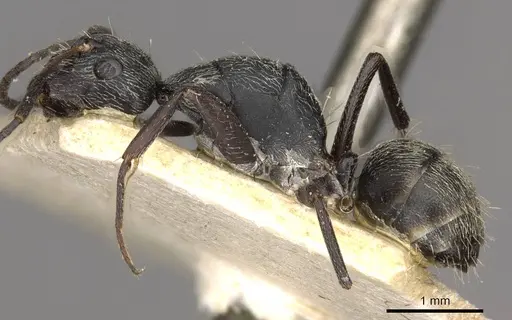 Camponotus esau specimen CASENT0910407 image casent0910407_3