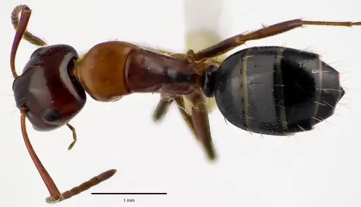 Camponotus essigi specimen ANTWEB1041672 image antweb1041672_1