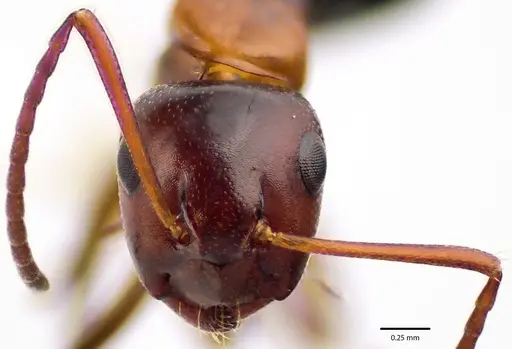 Camponotus essigi specimen ANTWEB1041672 image antweb1041672_2