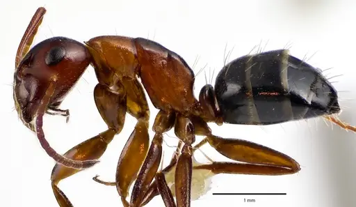 Camponotus essigi specimen ANTWEB1041672 image antweb1041672_3