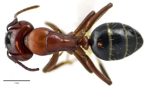 Camponotus essigi specimen ANTWEB1041676 image antweb1041676_1