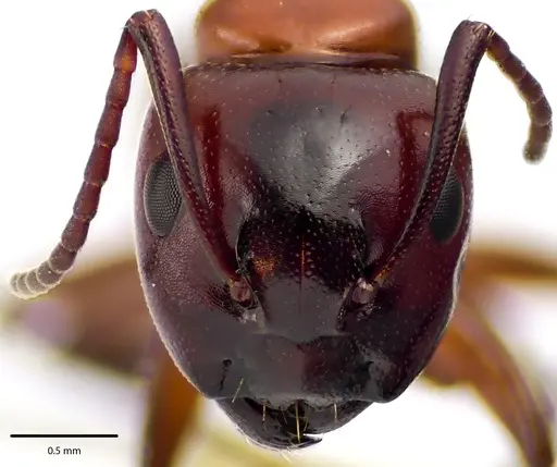 Camponotus essigi specimen ANTWEB1041676 image antweb1041676_2