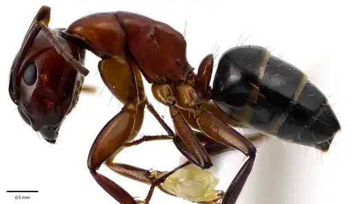 Camponotus essigi specimen ANTWEB1041676 image antweb1041676_3