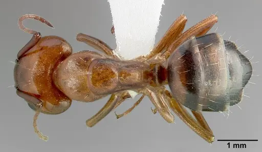 Camponotus essigi specimen CASENT0005343 image casent0005343_1