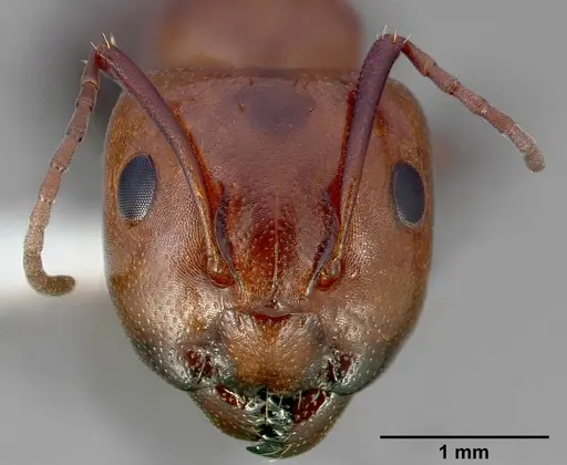 Camponotus essigi specimen CASENT0005343 image casent0005343_2