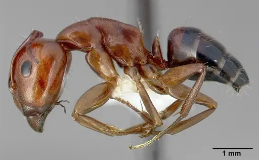 Camponotus essigi specimen CASENT0005343 image casent0005343_3