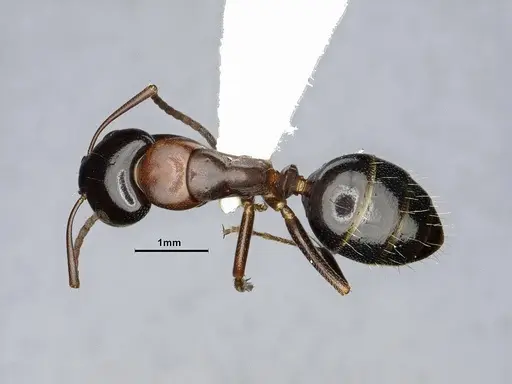 Camponotus essigi specimen CASENT0106509 image casent0106509_1