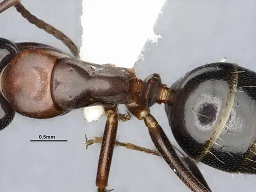 Camponotus essigi specimen CASENT0106509 image casent0106509_2