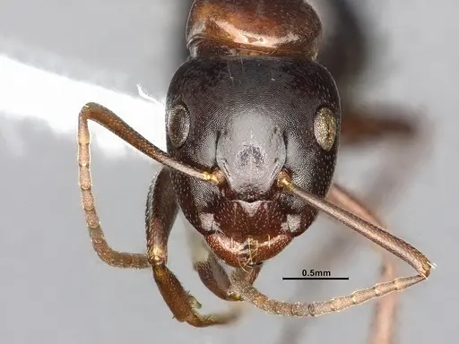 Camponotus essigi specimen CASENT0106509 image casent0106509_3