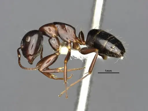 Camponotus essigi specimen CASENT0106509 image casent0106509_4