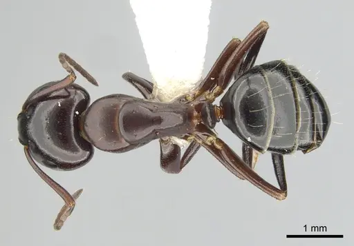 Camponotus essigi specimen CASENT0249372 image casent0249372_1