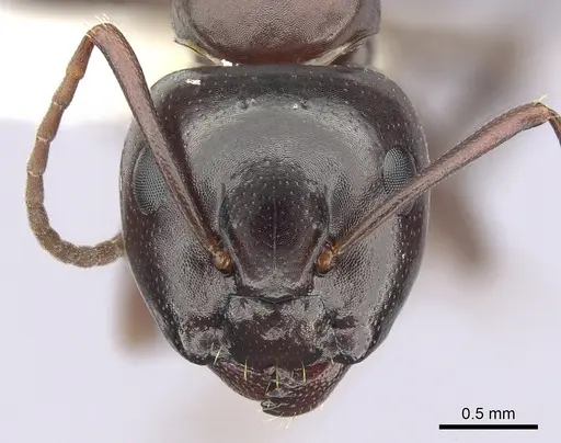Camponotus essigi specimen CASENT0249372 image casent0249372_2