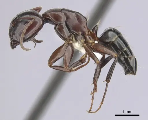Camponotus essigi specimen CASENT0249372 image casent0249372_3