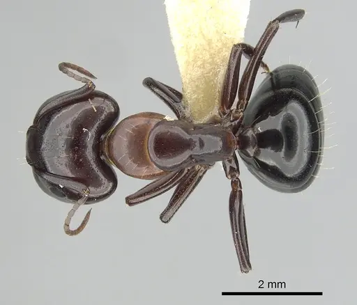 Camponotus essigi specimen CASENT0249373 image casent0249373_1