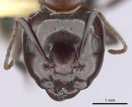 Camponotus essigi specimen CASENT0249373 image casent0249373_2