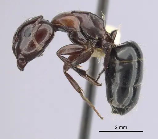 Camponotus essigi specimen CASENT0249373 image casent0249373_3