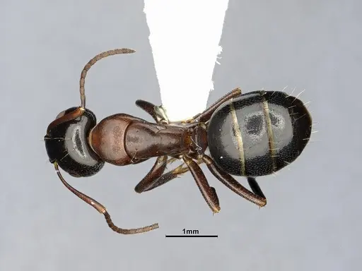 Camponotus essigi specimen CASENT0644720 image casent0644720_1