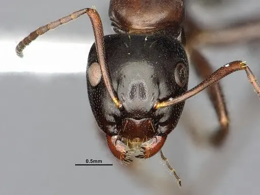Camponotus essigi specimen CASENT0644720 image casent0644720_2