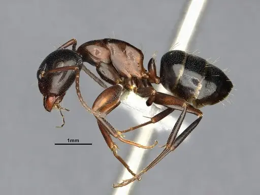 Camponotus essigi specimen CASENT0644720 image casent0644720_3