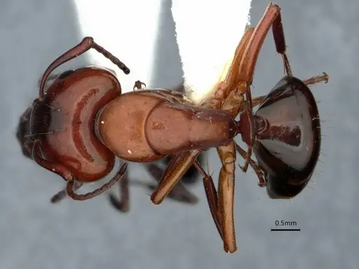 Camponotus essigi specimen CASENT0842056 image casent0842056_1