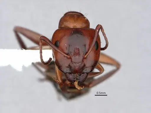 Camponotus essigi specimen CASENT0842056 image casent0842056_2