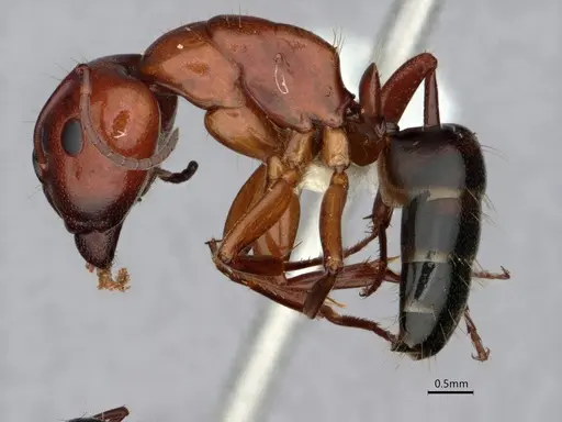 Camponotus essigi specimen CASENT0842056 image casent0842056_3