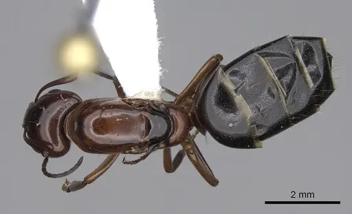 Camponotus essigi specimen CASENT0843243 image casent0843243_1