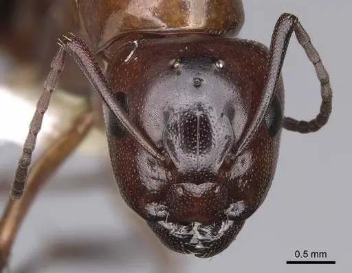 Camponotus essigi specimen CASENT0843243 image casent0843243_2