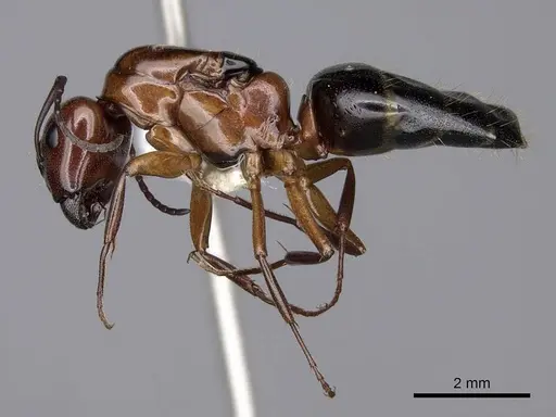Camponotus essigi specimen CASENT0843243 image casent0843243_3
