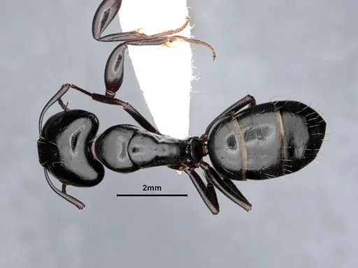 Camponotus essigi specimen CASENT0862569 image casent0862569_1