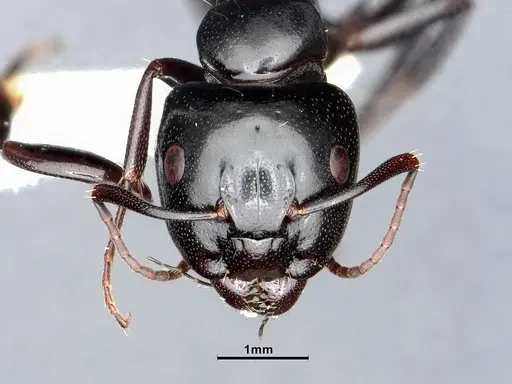 Camponotus essigi specimen CASENT0862569 image casent0862569_2
