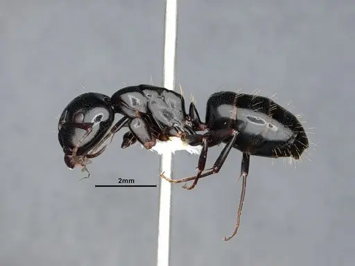 Camponotus essigi specimen CASENT0862569 image casent0862569_3