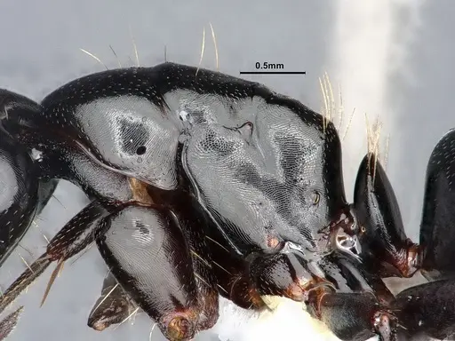 Camponotus essigi specimen CASENT0862569 image casent0862569_4