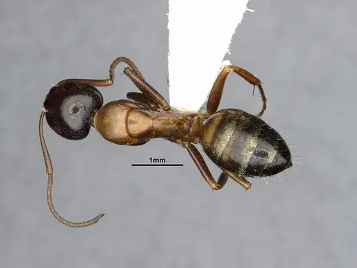 Camponotus essigi specimen CASENT0882564 image casent0882564_1